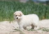 CHIEN FINNOIS DE LAPONIE 598